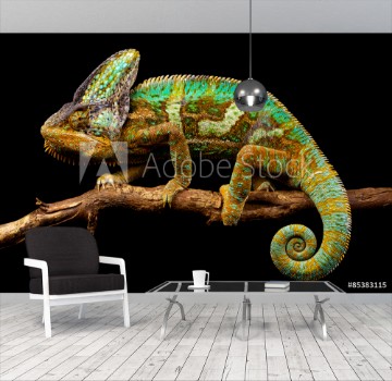 Bild på Side on picture of a yemen chameleon isolated on a black background
